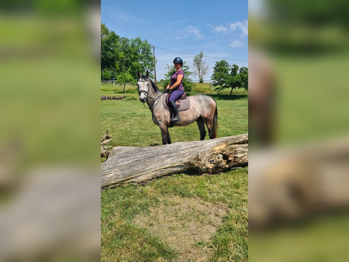 Brandenburger Warmblut Wallach 5 Jahre 162 cm Rappschimmel in Neuburg an der Donau