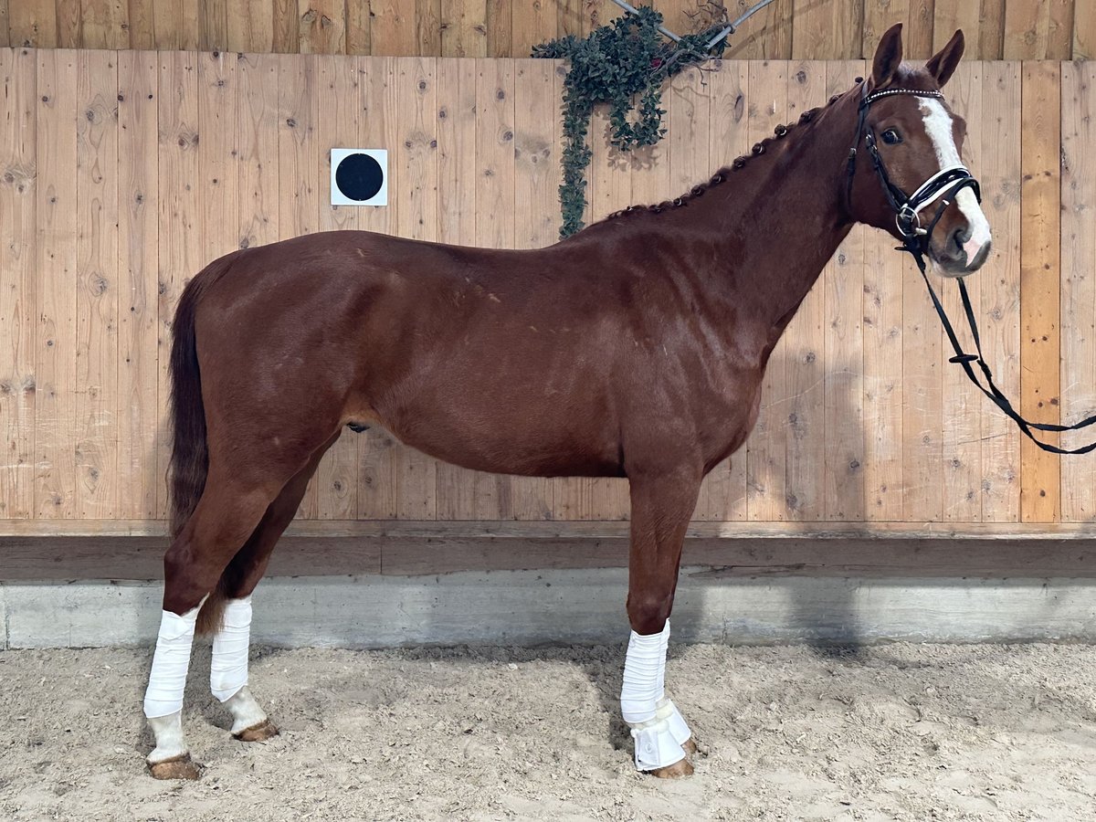 Brandenburger Warmblut Wallach 5 Jahre 168 cm Fuchs in Riedlingen