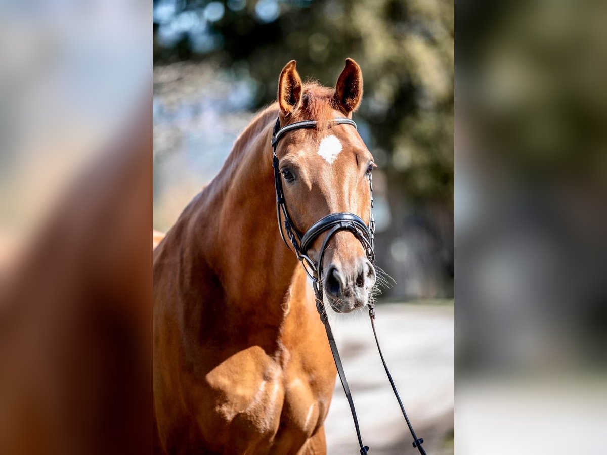 Brandenburger Warmblut Wallach 6 Jahre 176 cm Fuchs in Pelmberg