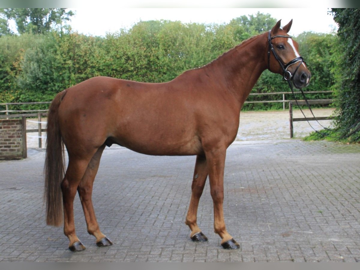 Brandenburger Warmblut Wallach 8 Jahre 167 cm Fuchs in Gronau (Westfalen)