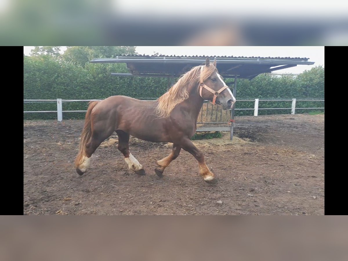 Bretagnare Hingst 14 år 162 cm fux in Niederzier