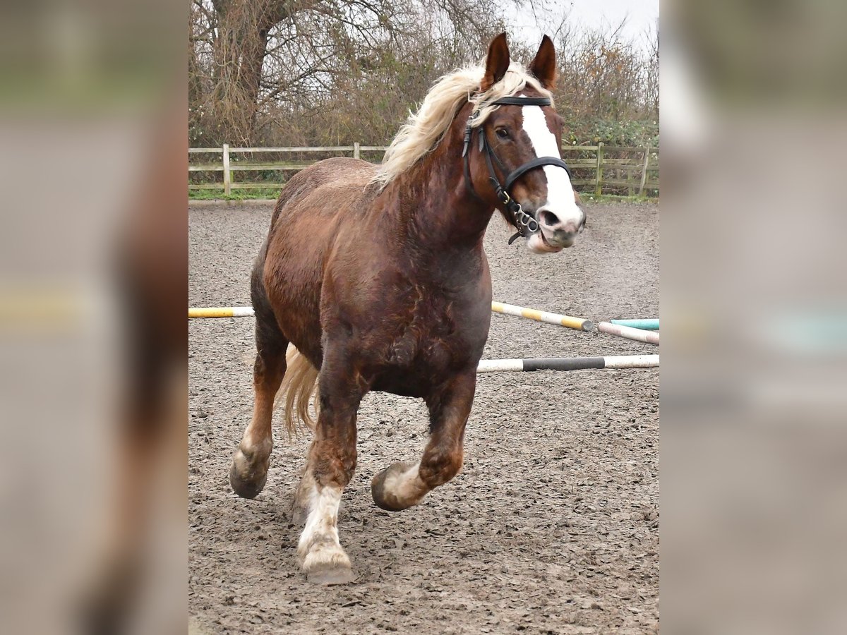 Bretagnare Sto 12 år 162 cm fux in Rozenburg