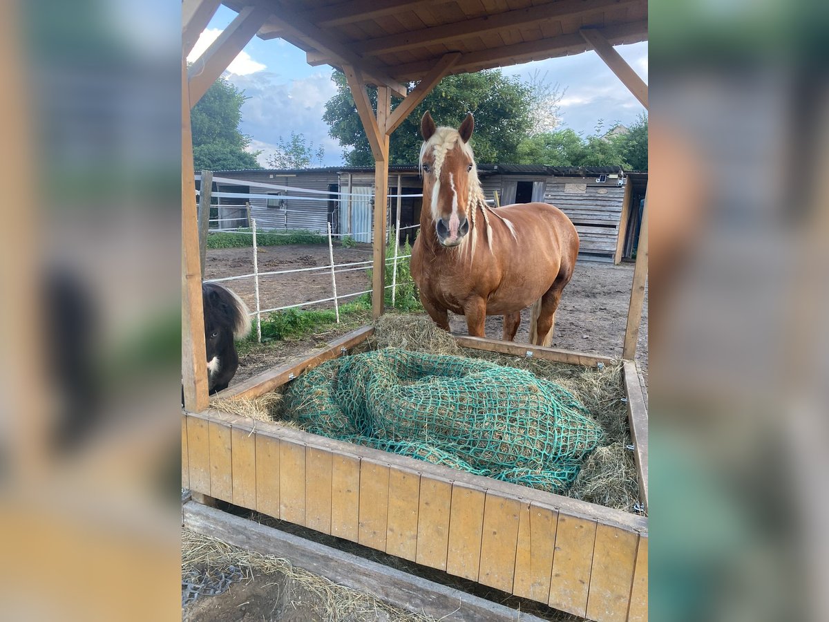 Bretón Caballo castrado 15 años 161 cm Alazán in Berlin
