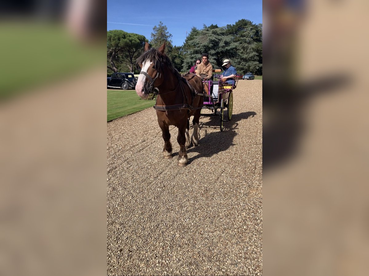 Breton Gelding 7 years 15,2 hh Chestnut in Haras de la genièvre