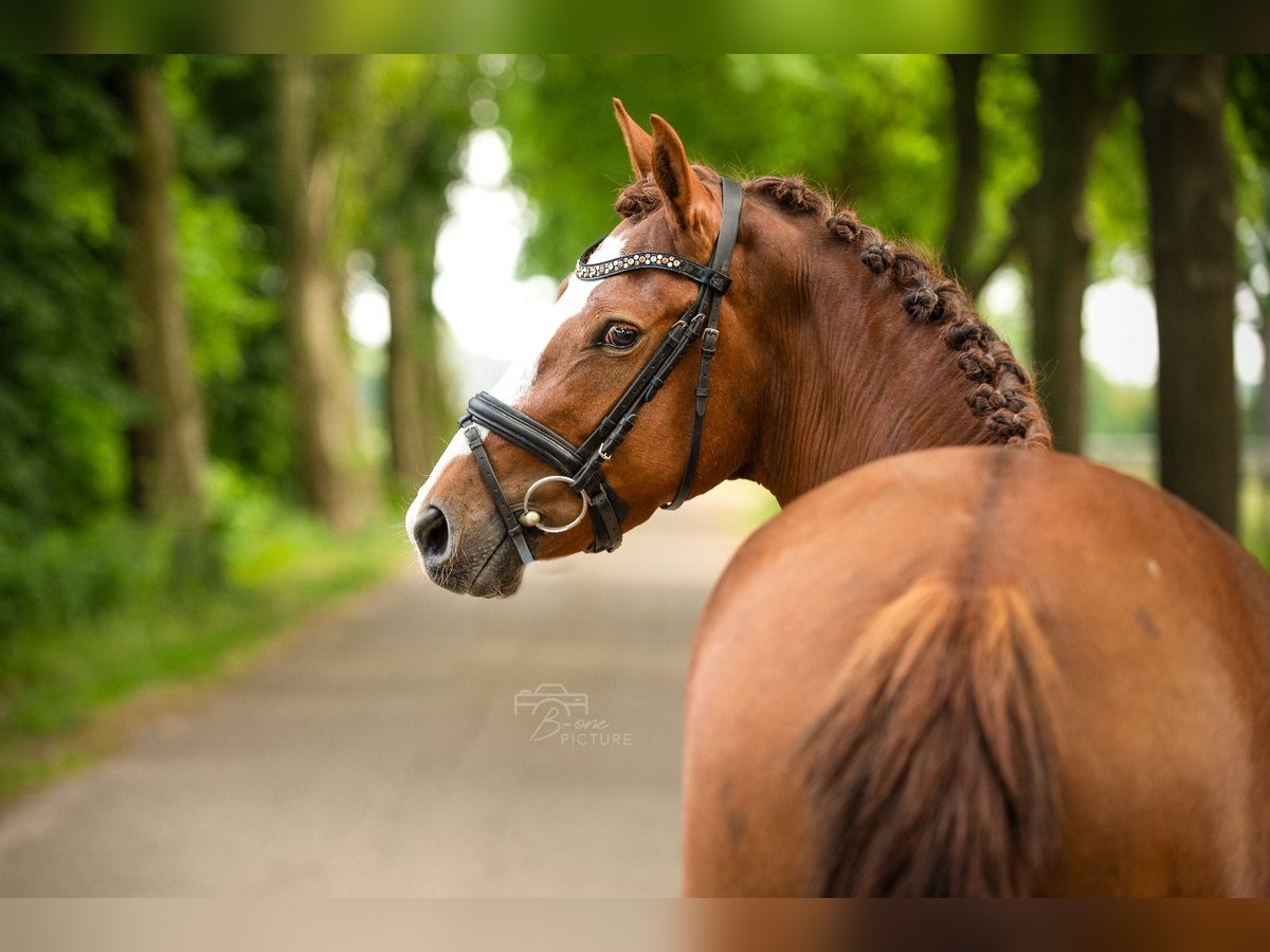 Breton Croisé Jument 4 Ans 147 cm Alezan in Wouwse Plantage