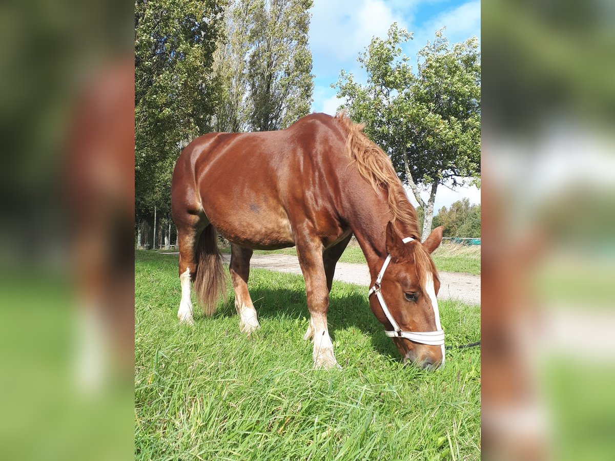 Breton Mare 15 years 15,1 hh Chestnut-Red in R&#xE9;d&#xE9;n&#xE9;