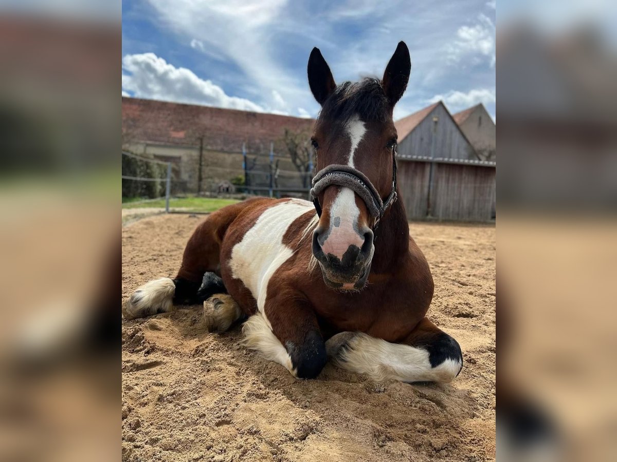 Breton Mare 16 years 15,3 hh in NördlingenNördlingen