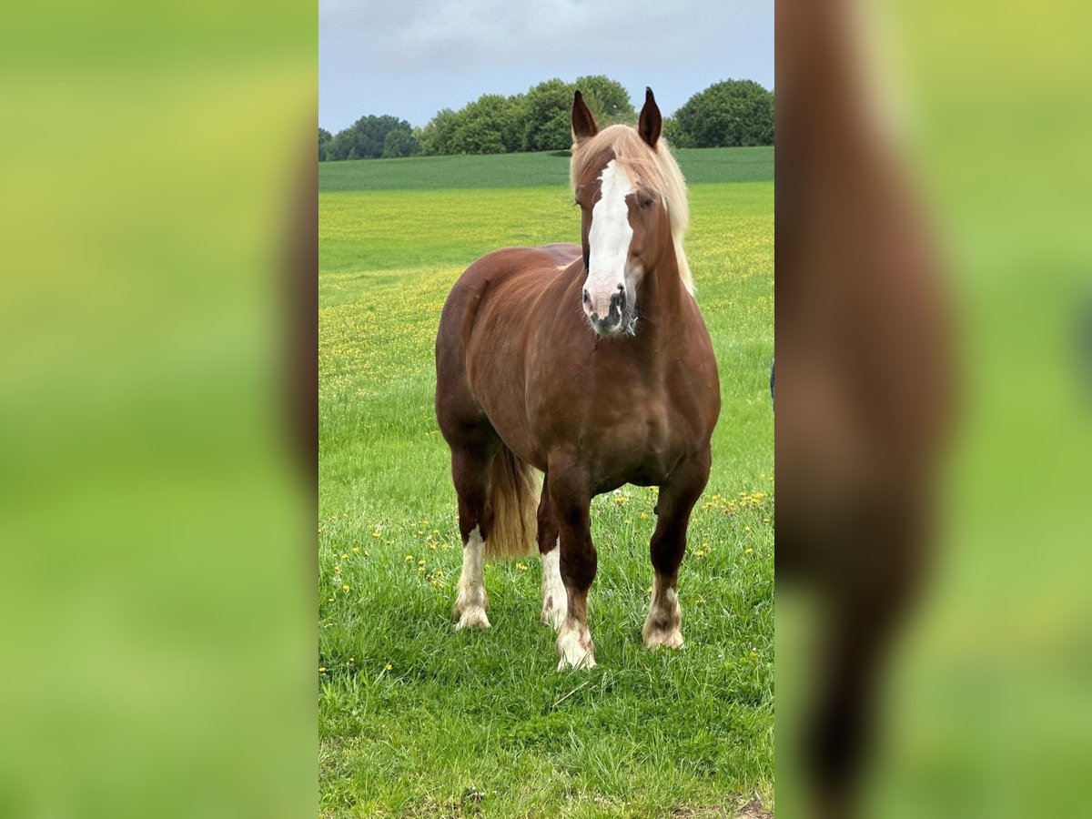 Breton Mare 4 years 15,2 hh Chestnut-Red in Altenahr