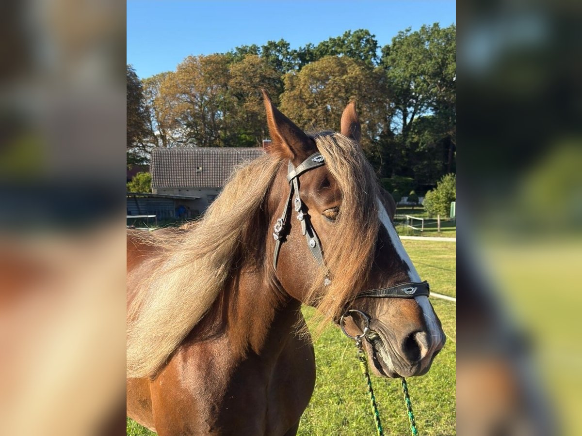 Breton Mare 6 years 16 hh Chestnut in Gro&#xDF; Plasten