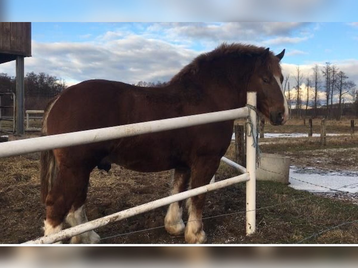 Breton Stallion 3 years 15,2 hh Chestnut-Red in M&#x142;awa