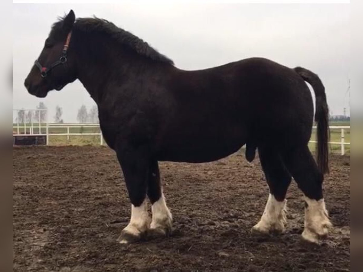 Bretone Hengst 5 Jahre 165 cm Dunkelfuchs in Mława