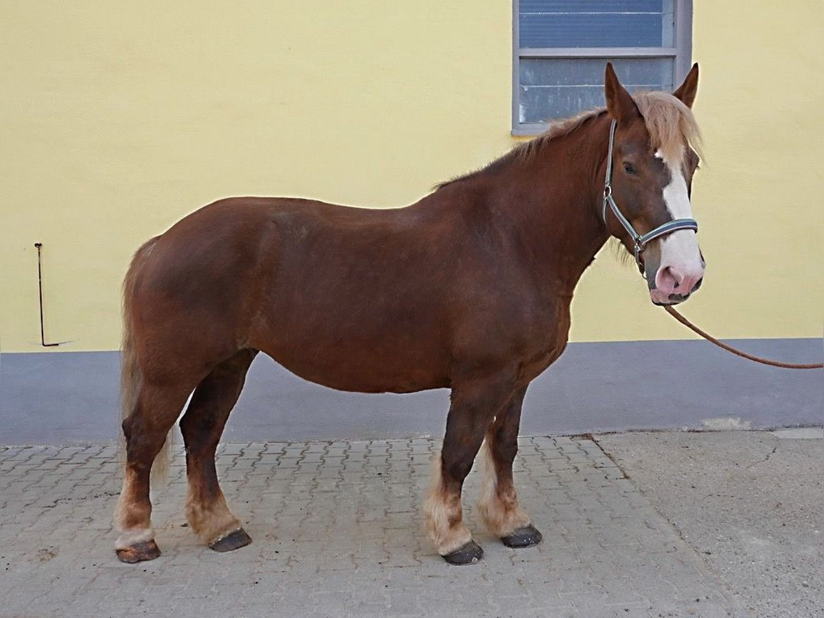Bretone Stute 12 Jahre 163 cm Fuchs in Kirchensittenbach