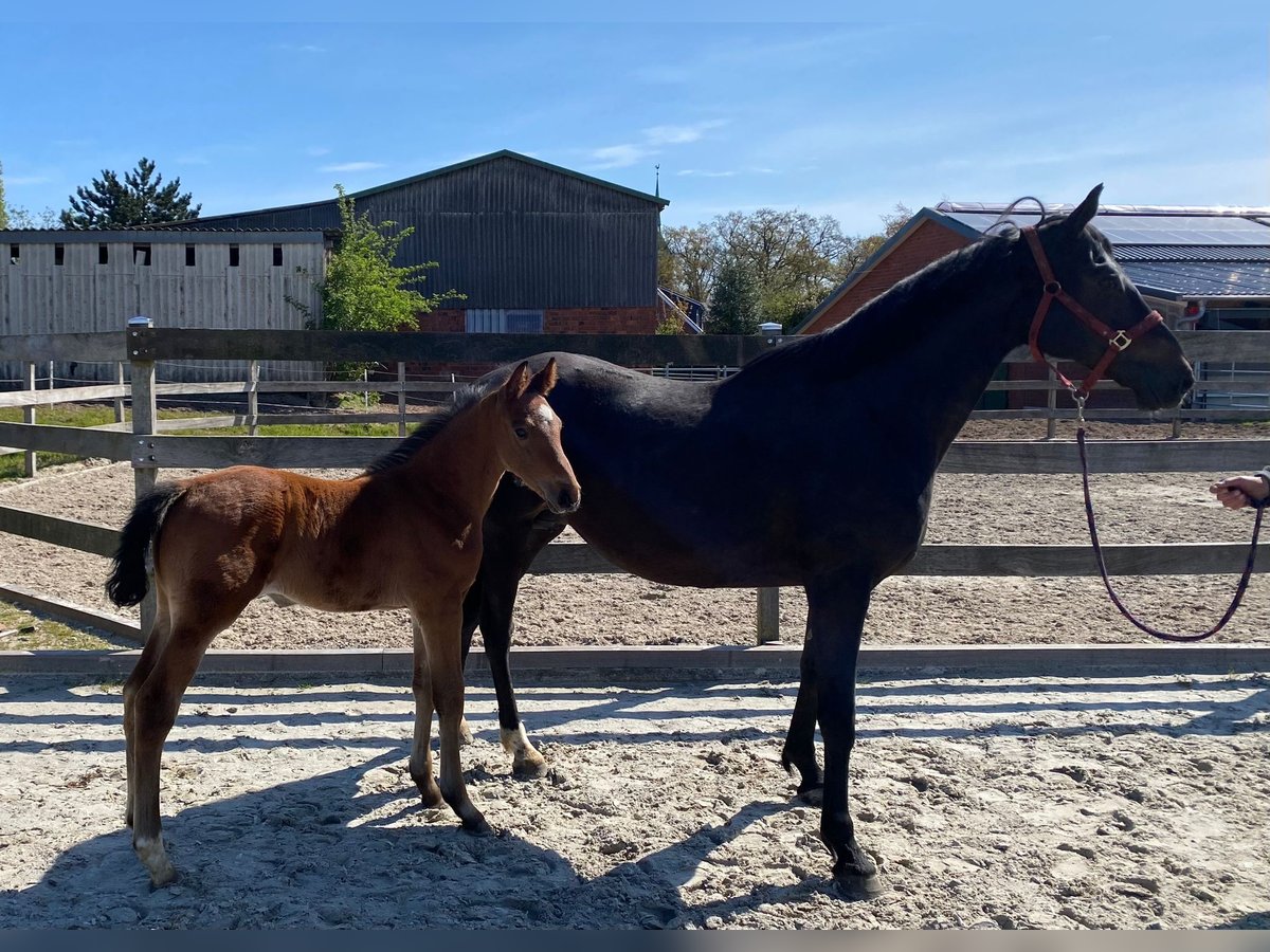 Britannique sang-chaud Jument 17 Ans Bai in Bargstedt