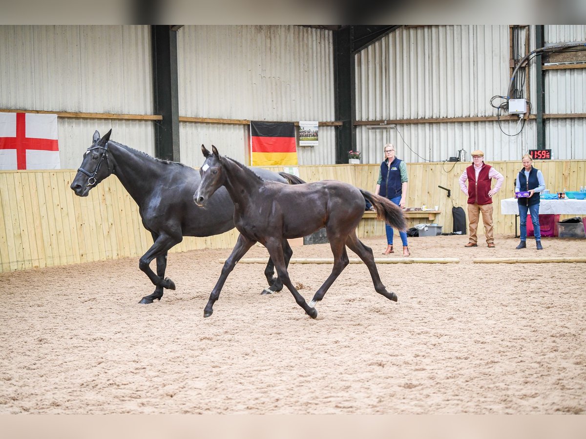 Britisches Warmblut Hengst 1 Jahr 172 cm Rappe in CHESTER