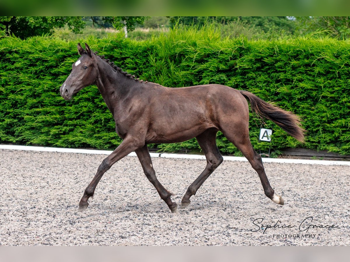 Britisches Warmblut Hengst 1 Jahr 172 cm Rappe in CHESTER