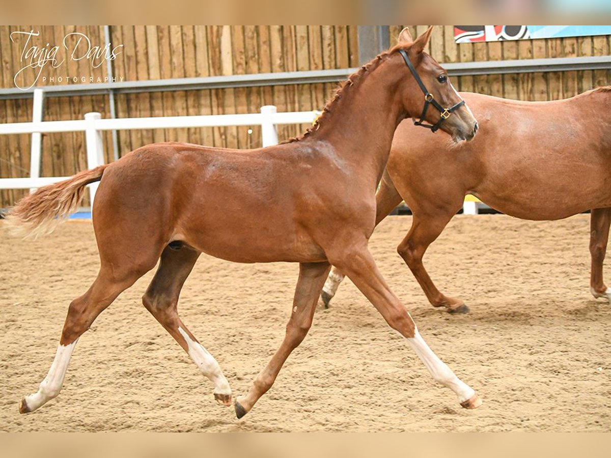 Britisches Warmblut Hengst Fohlen (04/2025) 168 cm in Lancashire