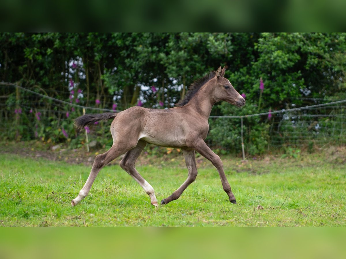 Britisches Warmblut Hengst Fohlen (06/2024) 168 cm Schwarzbrauner in Staffordshire