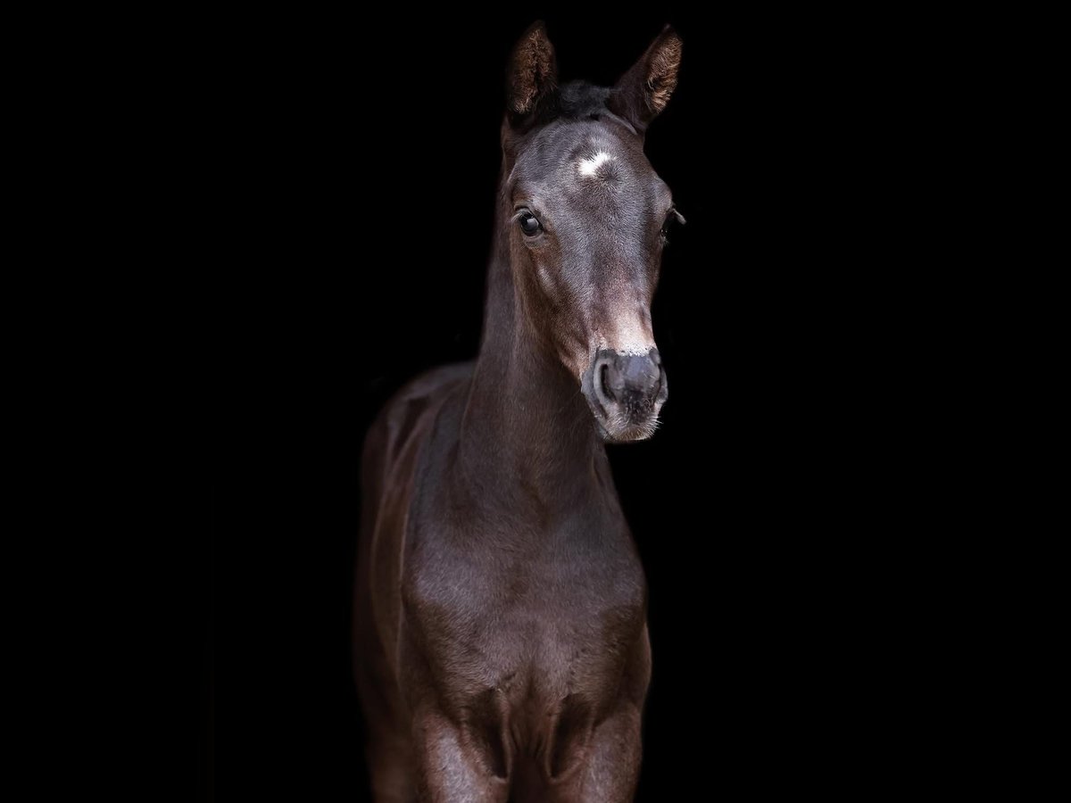 Britisches Warmblut Hengst  170 cm Rappe in Norwich