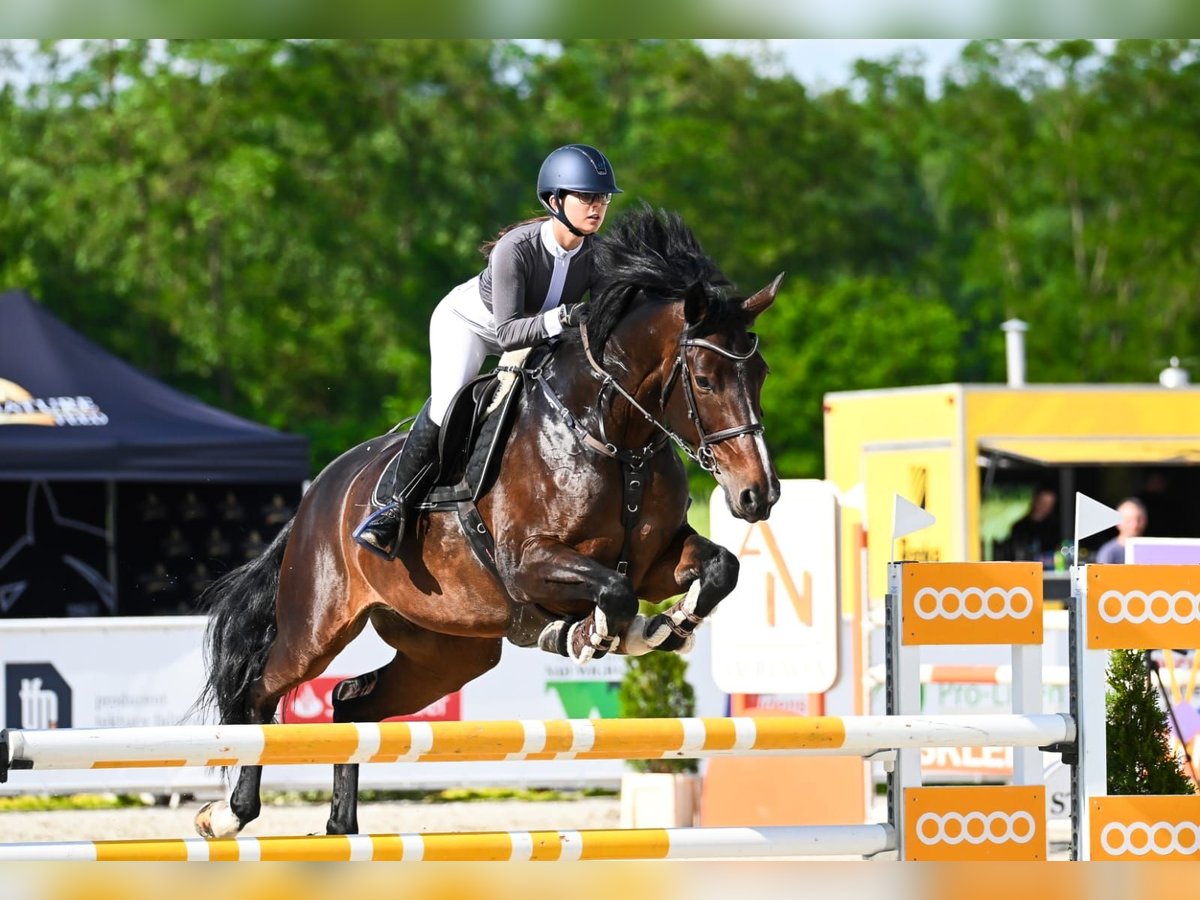 Britisches Warmblut Stute 10 Jahre 168 cm Schwarzbrauner in K&#xF3;rnik
