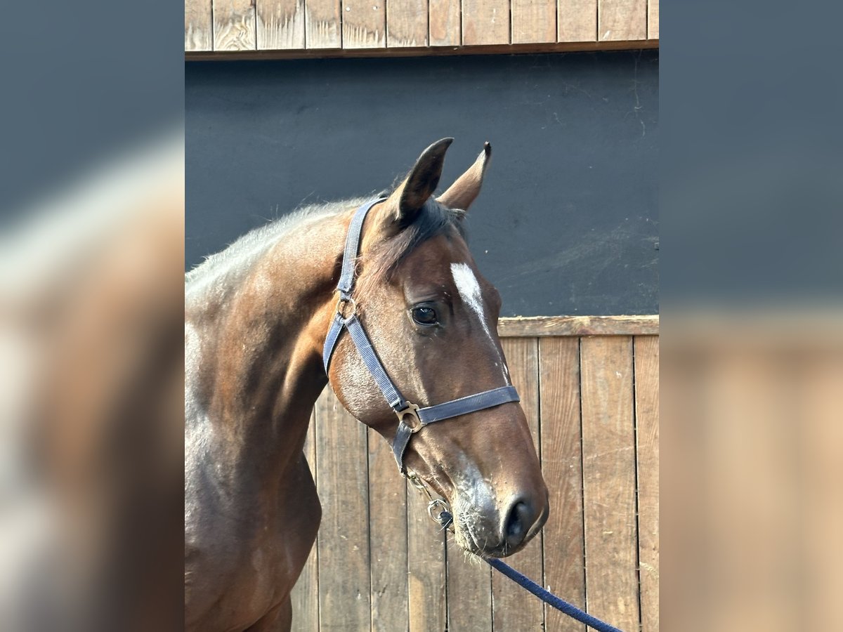 Britisches Warmblut Stute 4 Jahre 164 cm in Hengelo