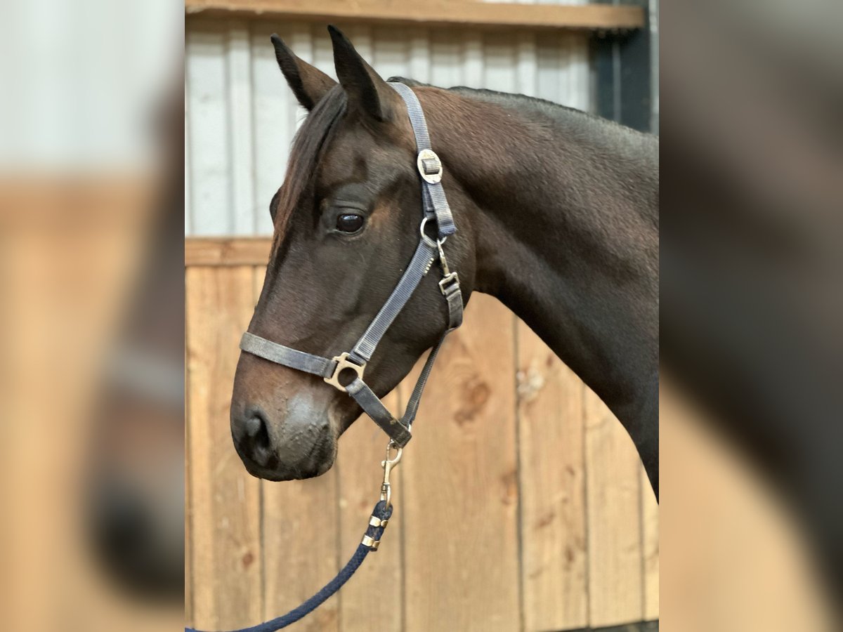 Britisches Warmblut Stute 4 Jahre 164 cm Dunkelbrauner in Zutphen