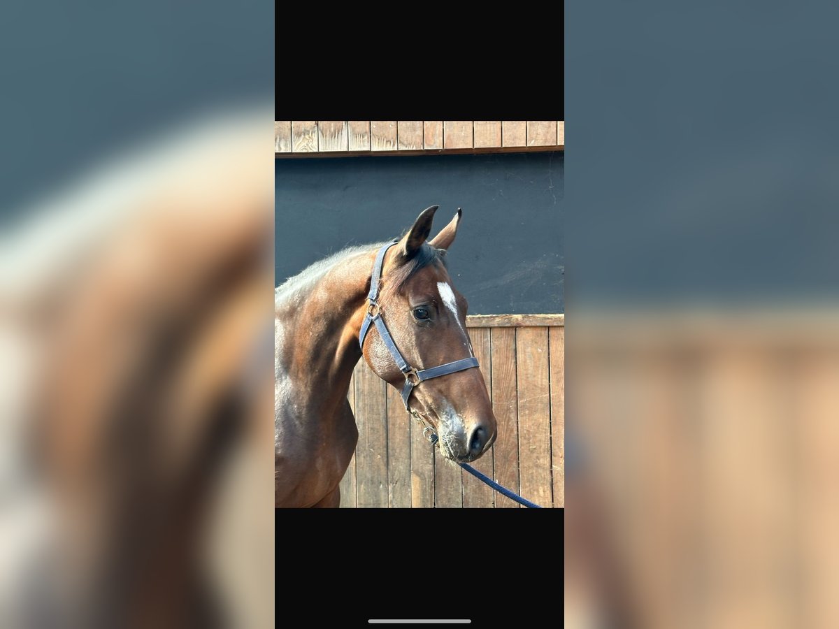 Britisches Warmblut Stute 5 Jahre 163 cm Brauner in Zutphen