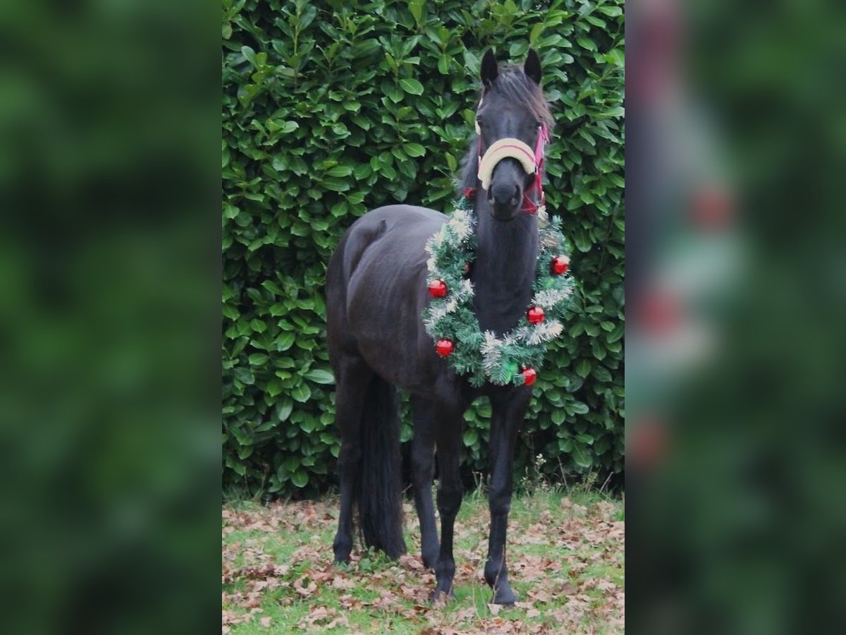 Britisches Warmblut Stute 7 Jahre 137 cm Rappe in Bavel