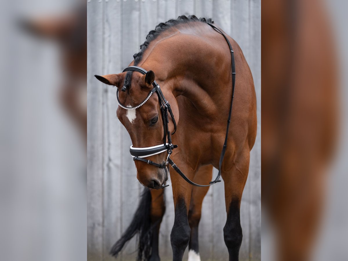 Britisches Warmblut Stute 8 Jahre 175 cm Brauner in Kronberg im Taunus