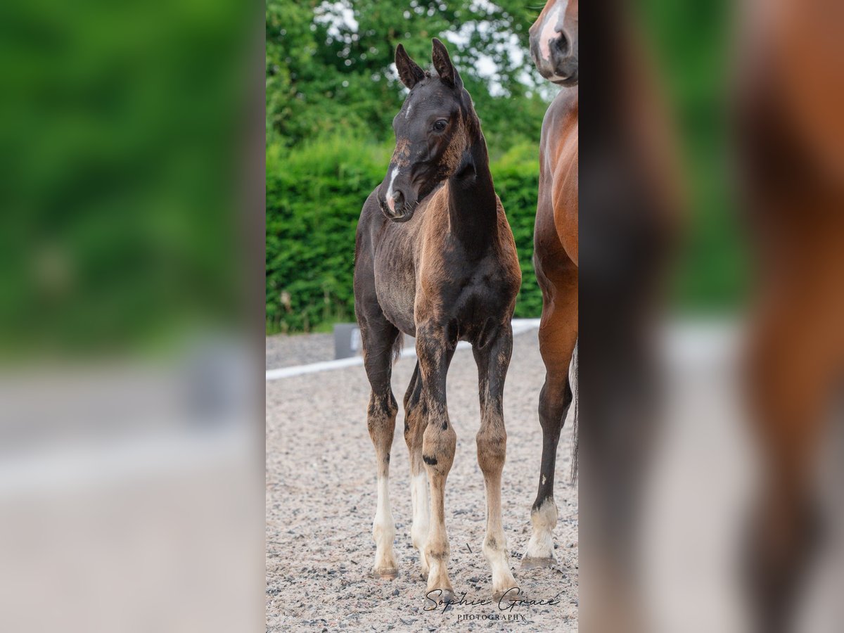 Britisches Warmblut Stute Fohlen (04/2024) 164 cm Rappe in CHESTER