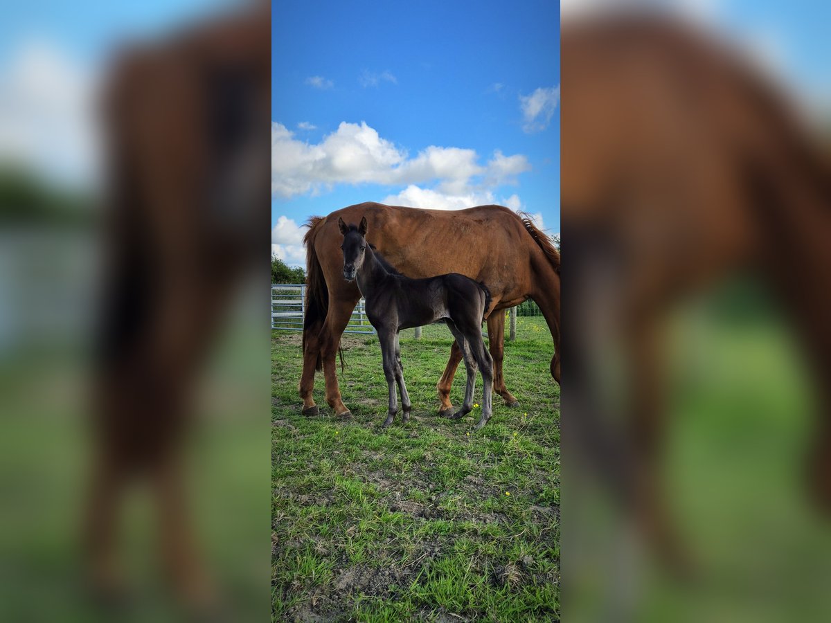 Britisches Warmblut Stute Fohlen (06/2024) 165 cm Rappe in Pembrokeshire