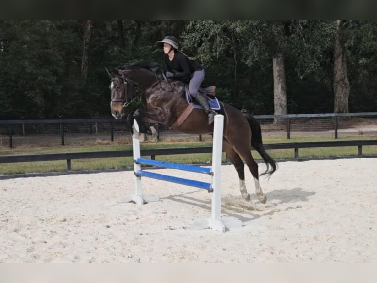 Britisches Warmblut Wallach 10 Jahre 163 cm Rotbrauner in Adamsville