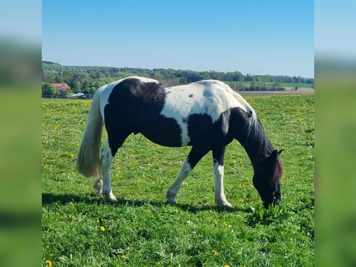 Britisches Warmblut Wallach 12 Jahre 152 cm Schecke in Erdweg