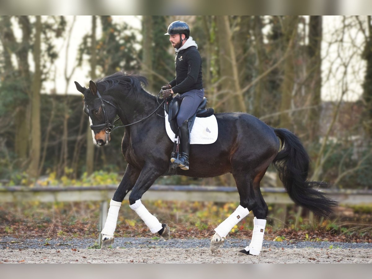 Britisches Warmblut Wallach 14 Jahre 177 cm Schwarzbrauner in Huy