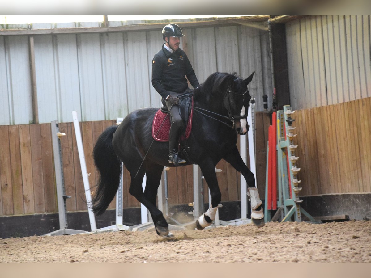 Britisches Warmblut Wallach 14 Jahre 177 cm Schwarzbrauner in Huy