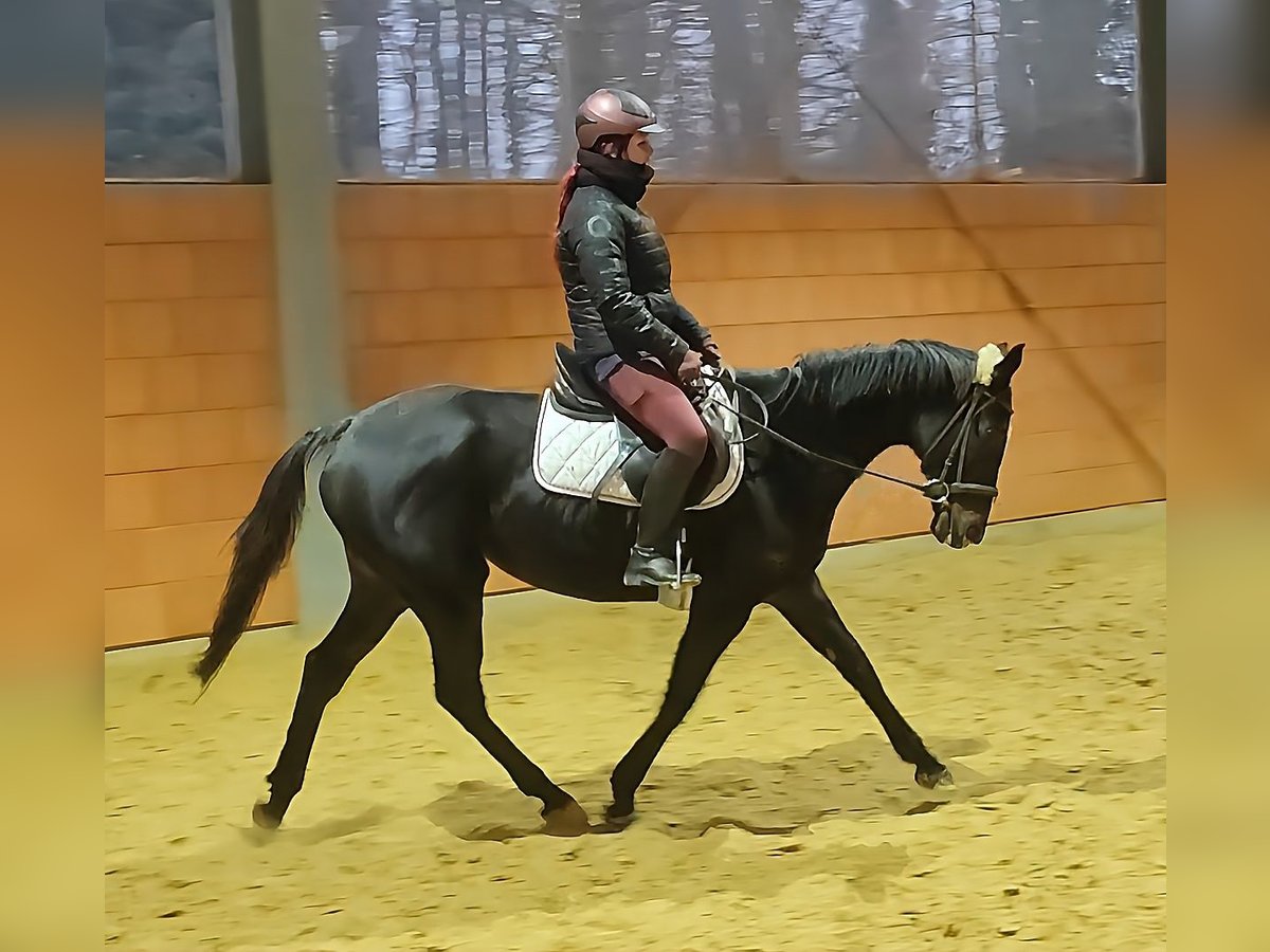 Britisches Warmblut Wallach 9 Jahre 165 cm Rappe in Lage