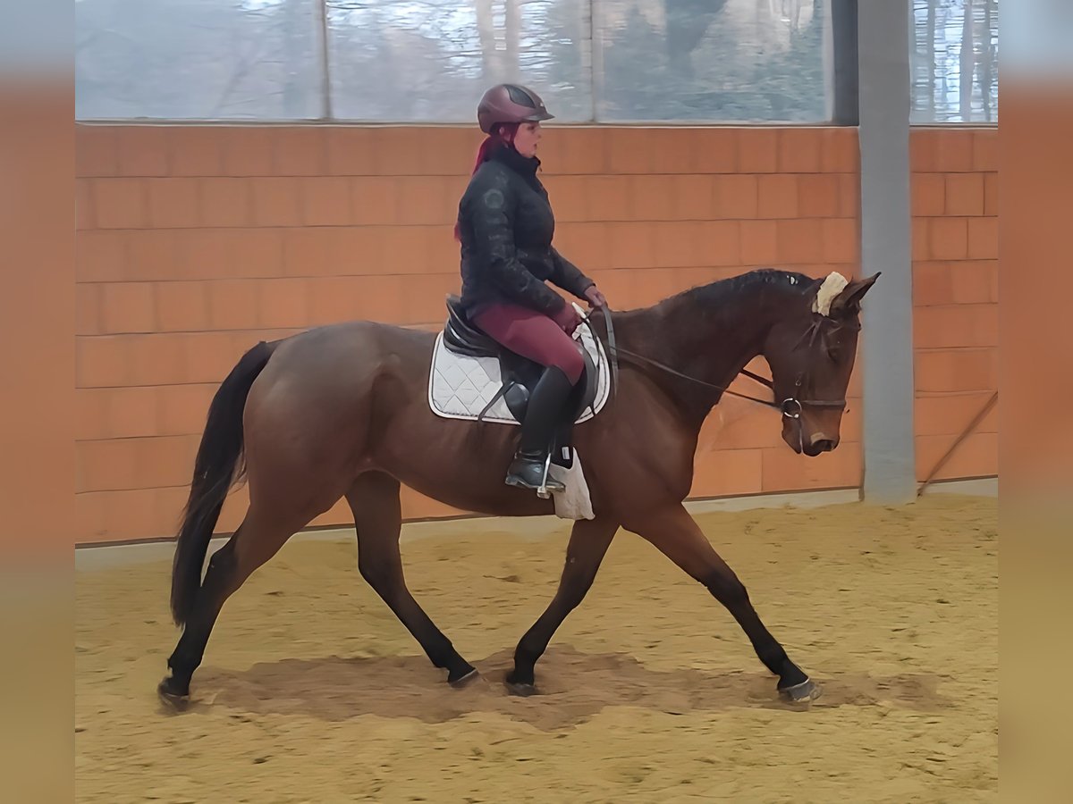 British Warmblood Castrone 5 Anni 165 cm Baio in Lage