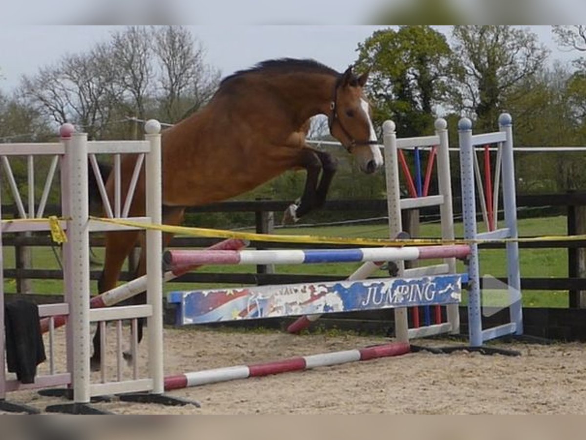 British Warmblood Giumenta 3 Anni Baio ciliegia in Sussex