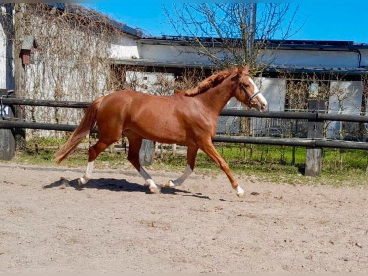 British Warmblood Giumenta 4 Anni 166 cm Sauro in Nettersheim