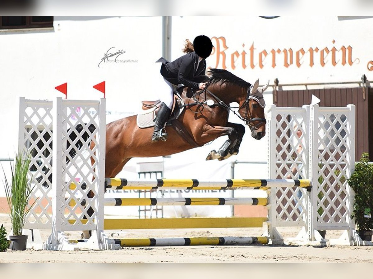 British Warmblood Mare 12 years 16 hh Brown in Windeck