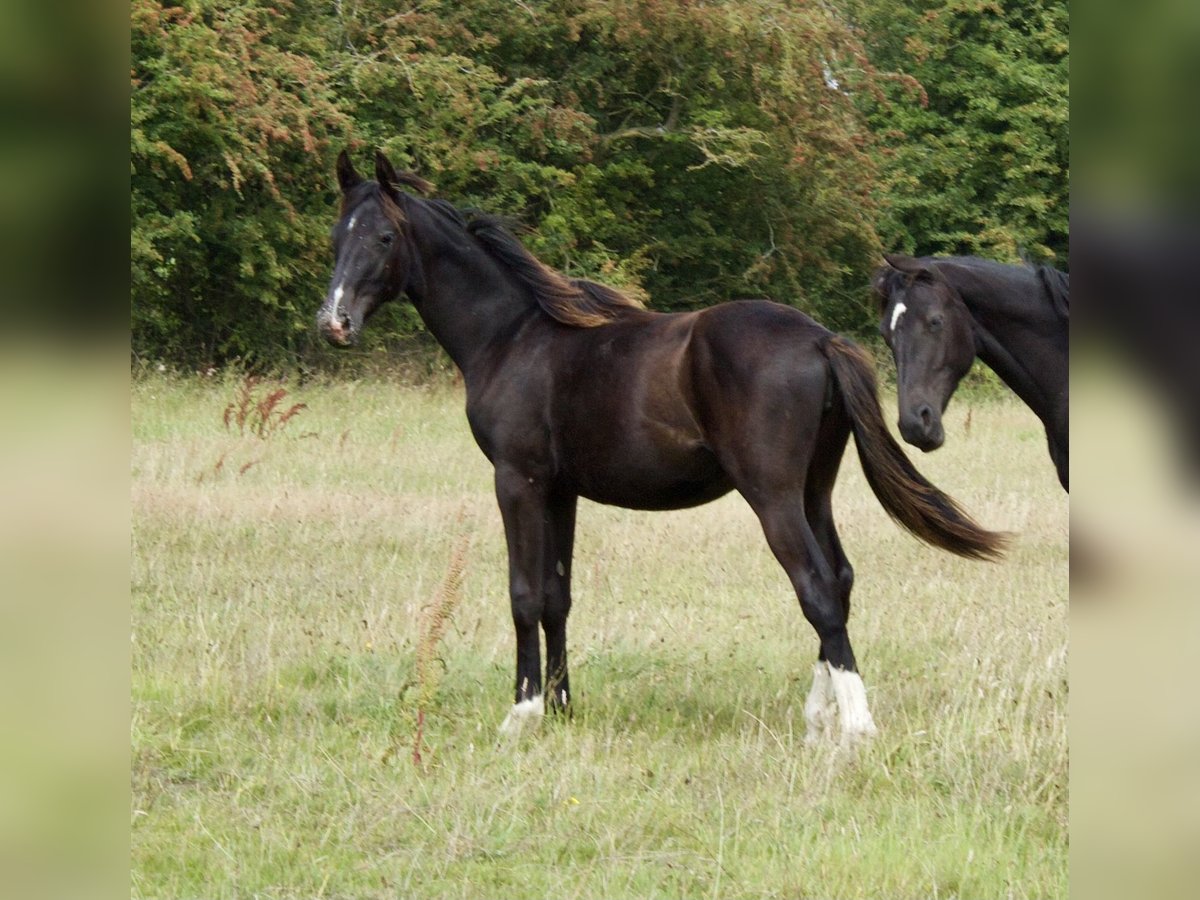British Warmblood Mare 1 year 16 hh Black in CHESTER