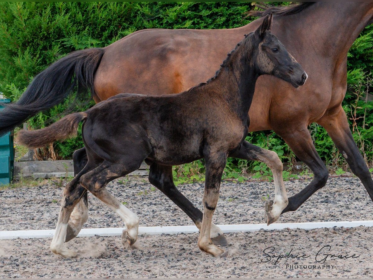 British Warmblood Mare Foal (04/2024) 16 hh Black in CHESTER