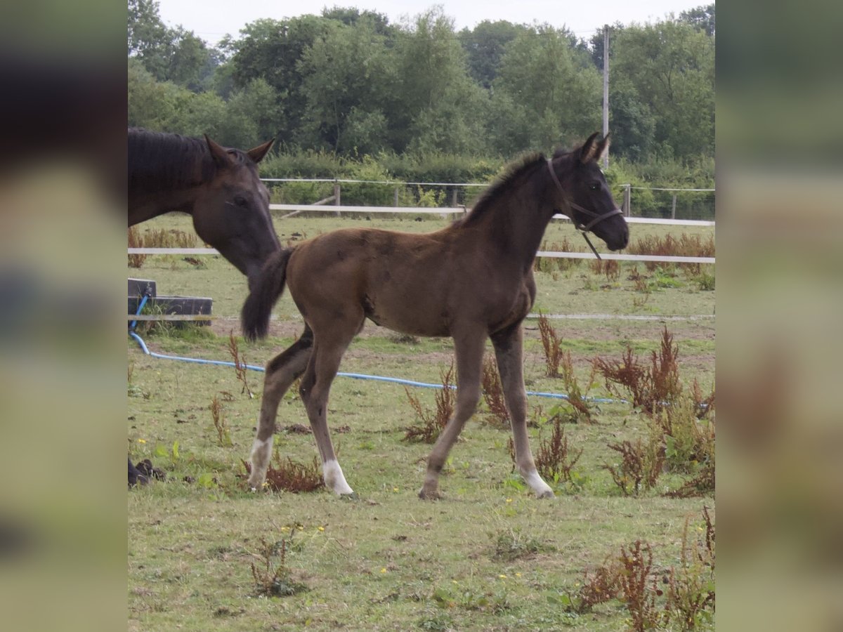British Warmblood Mare Foal (05/2025) 16,2 hh Bay in CHESTER