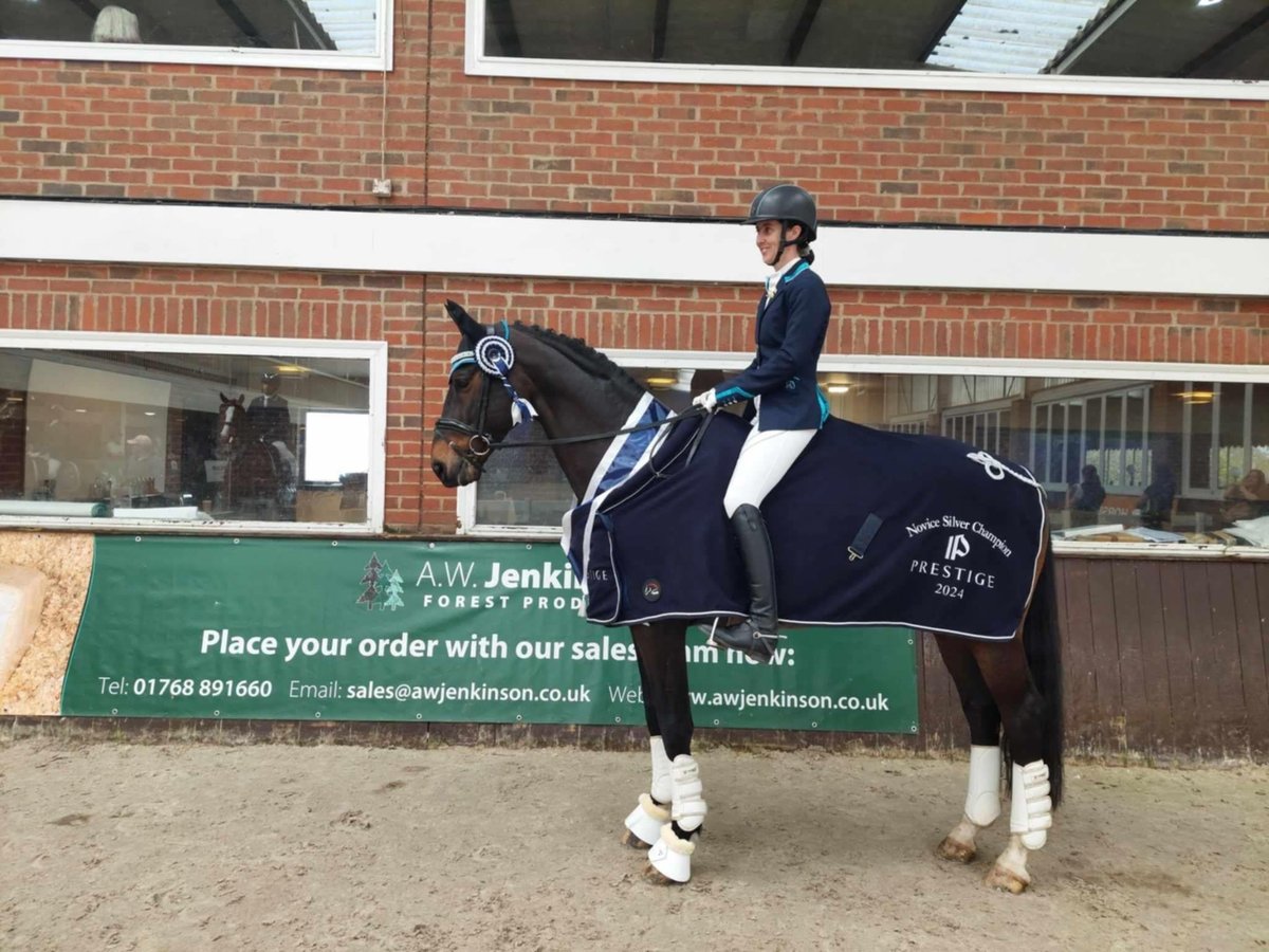 British Warmblood Mix Stallion 14 years 16,1 hh Bay-Dark in Cornwall