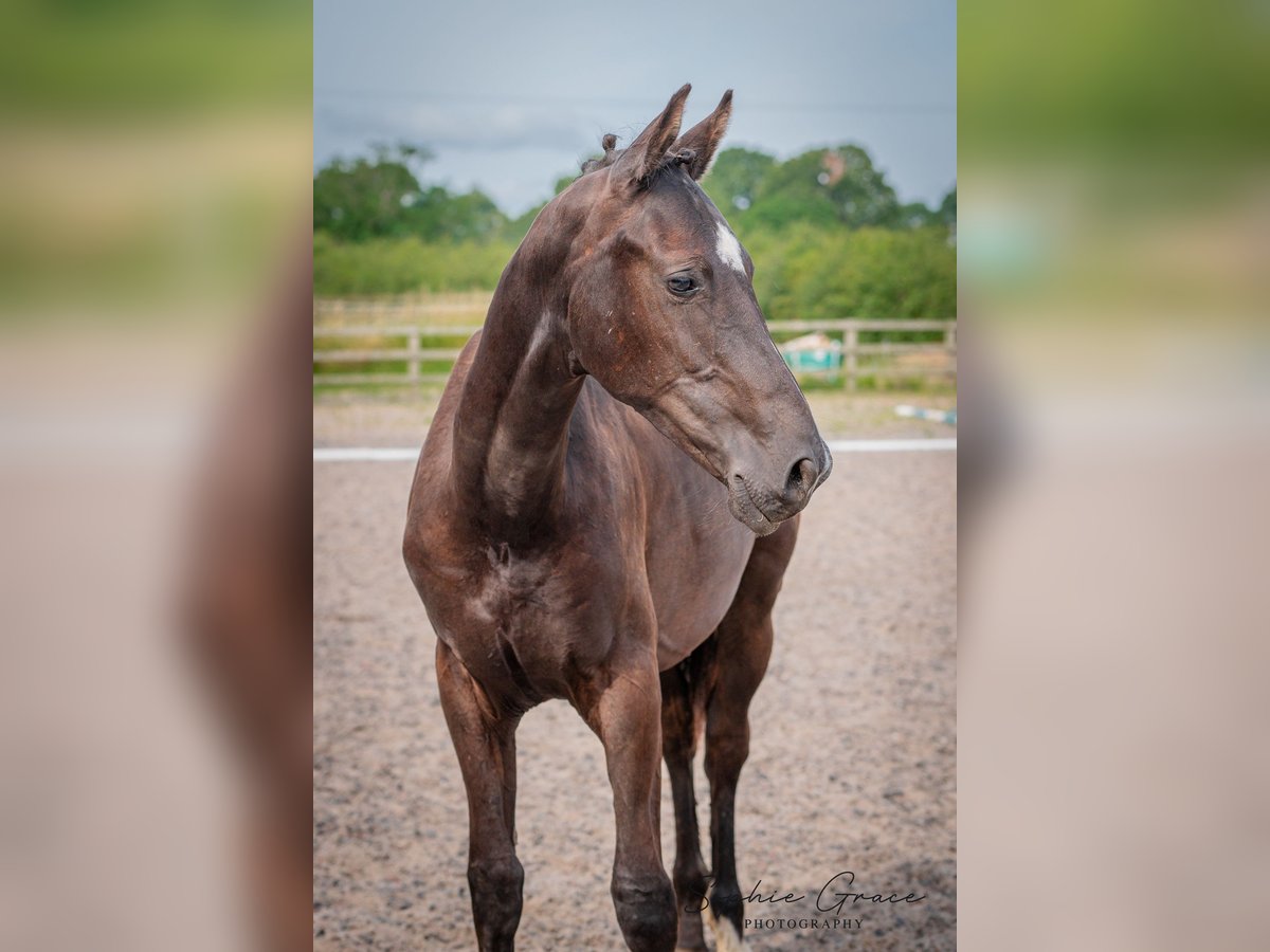 British Warmblood Stallion 1 year 16,3 hh Black in CHESTER