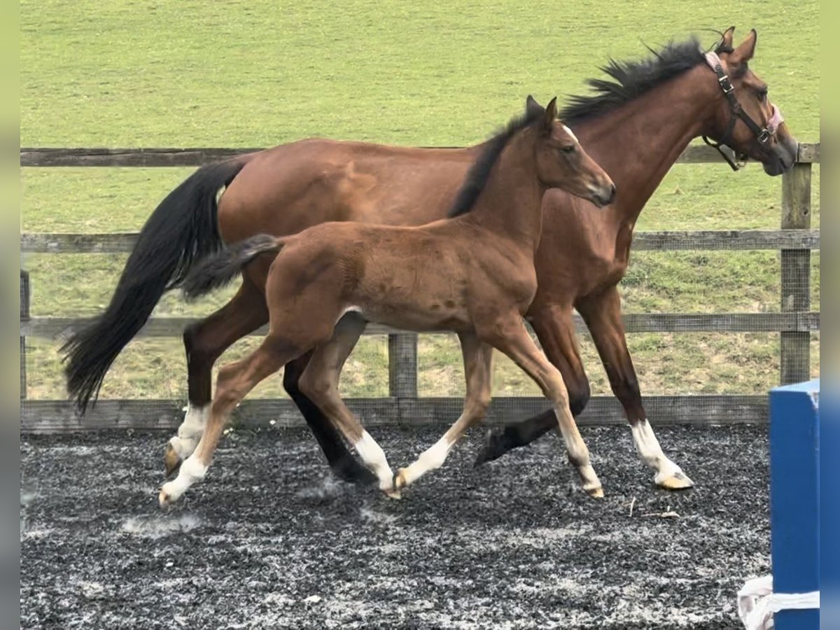 British Warmblood Stallion Foal (05/2024) 16,1 hh Brown-Light in Dover