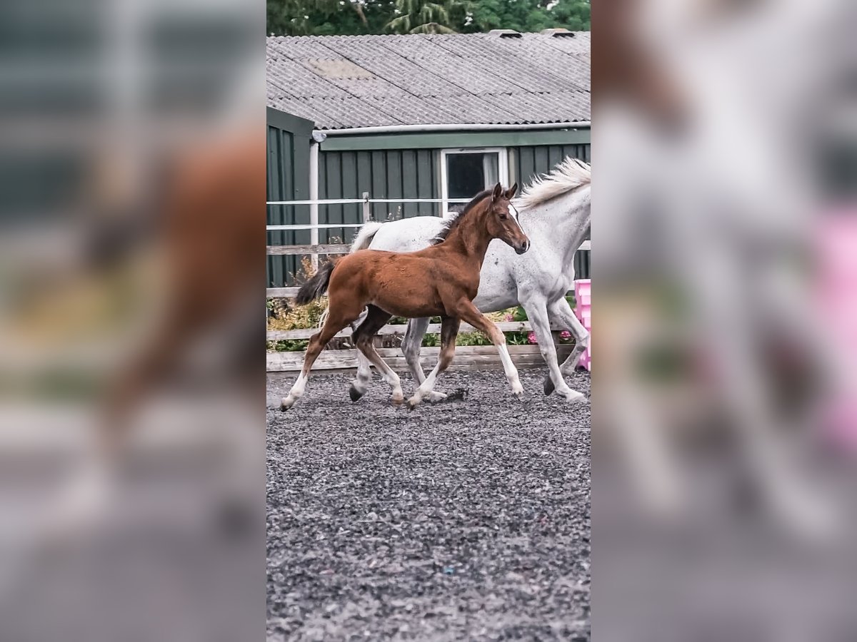 Brits warmbloed Hengst veulen (04/2024) 168 cm Roodbruin in Gloucester