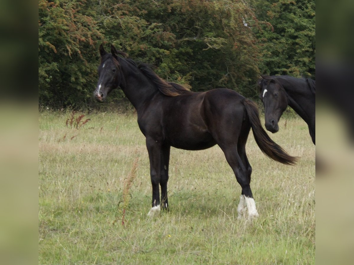 Brits warmbloed Merrie 1 Jaar 164 cm Zwart in CHESTER