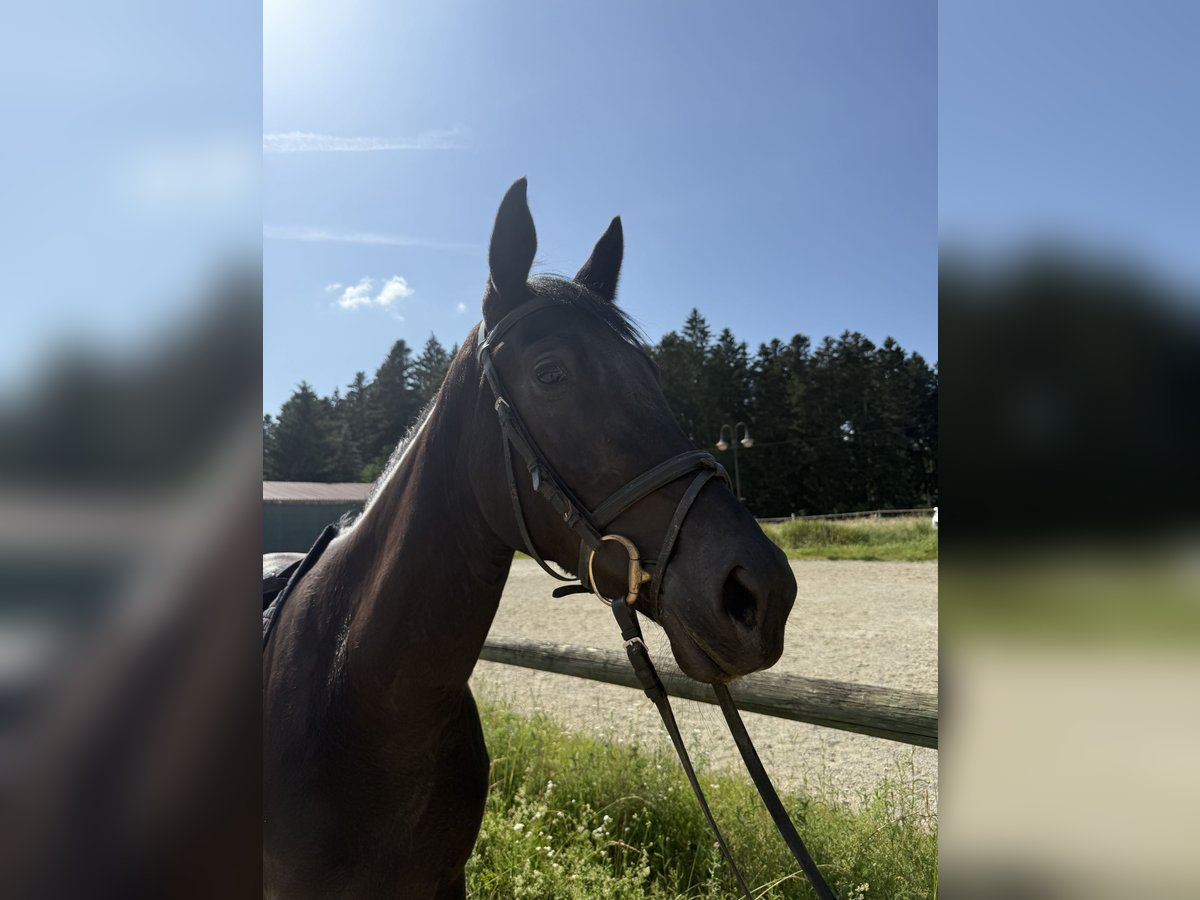 Brits warmbloed Merrie 3 Jaar 165 cm Zwart in Krauchenwies
