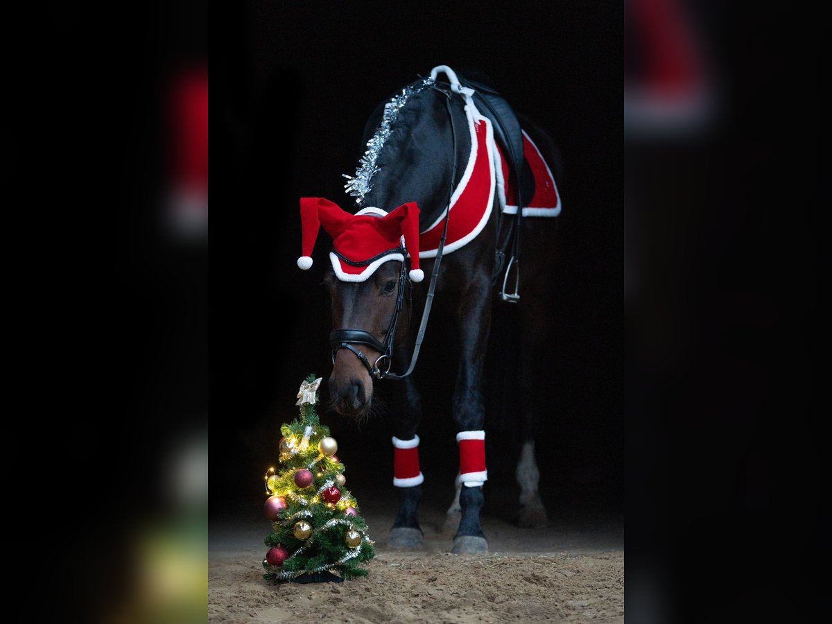 Brits warmbloed Merrie 4 Jaar 170 cm Donkerbruin in Hengelo