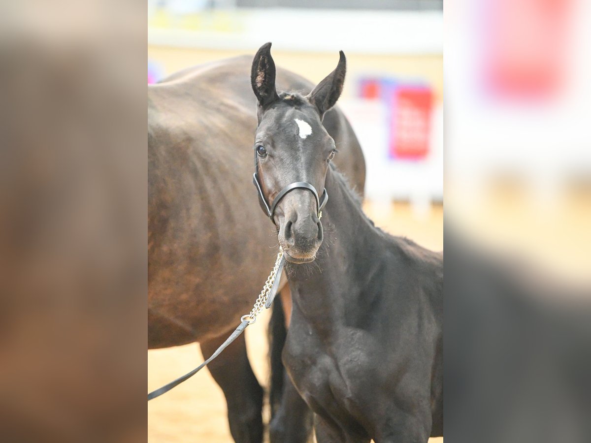 Brits warmbloed Merrie Veulen (05/2025) 169 cm Roodbruin in CHESTER